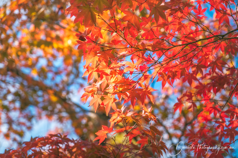 Colorful foliage in a maple tree at Kinkaku ji Zen garden in Kyoto
